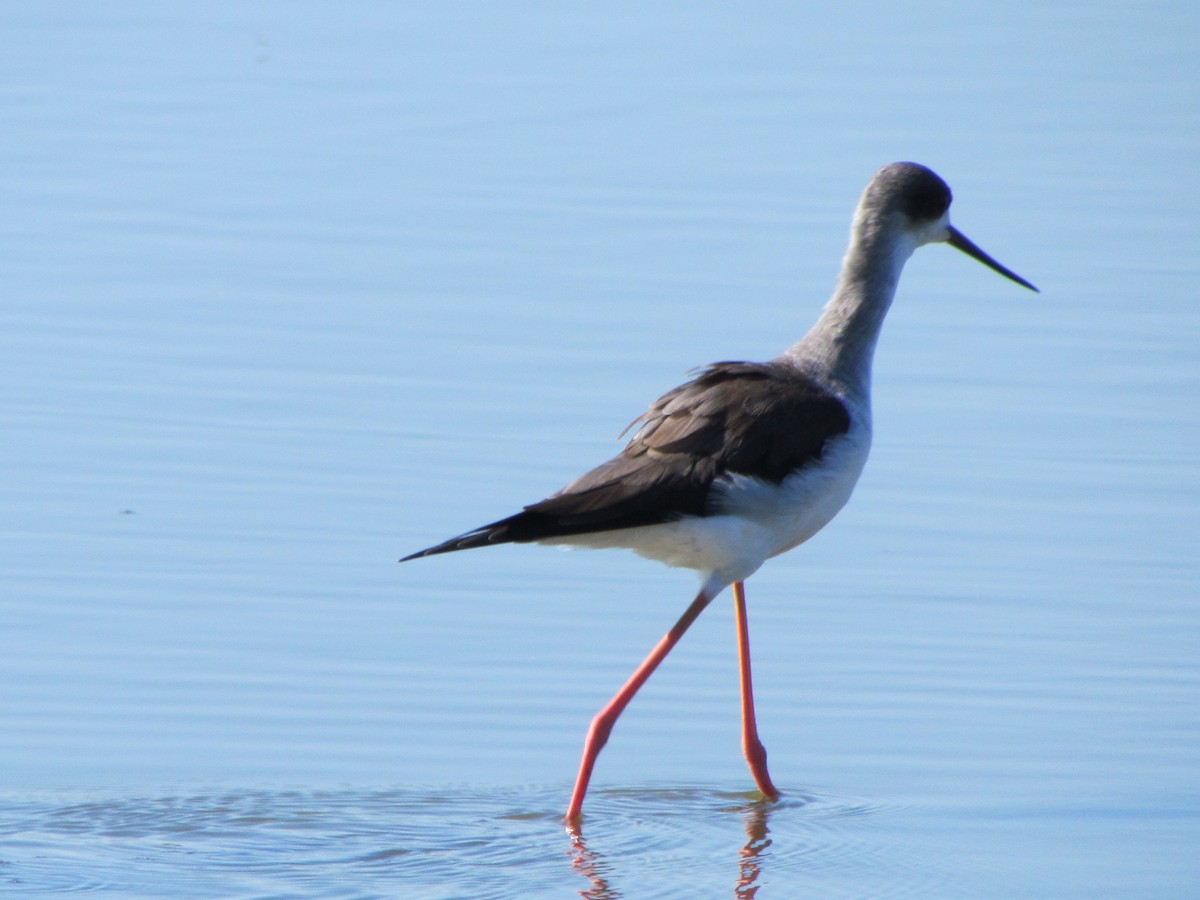 Black-winged Stilt - ML647786439