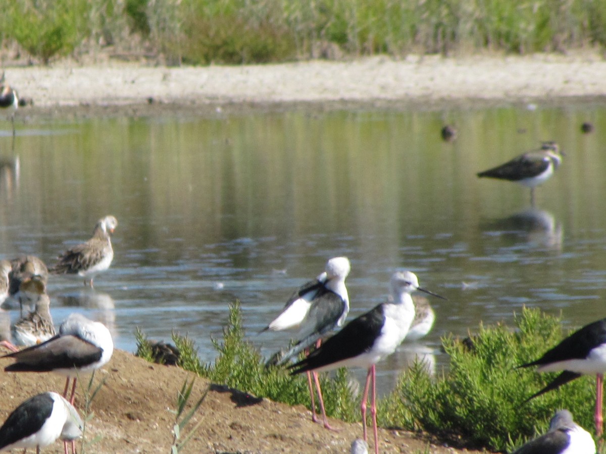 Black-winged Stilt - ML647786440