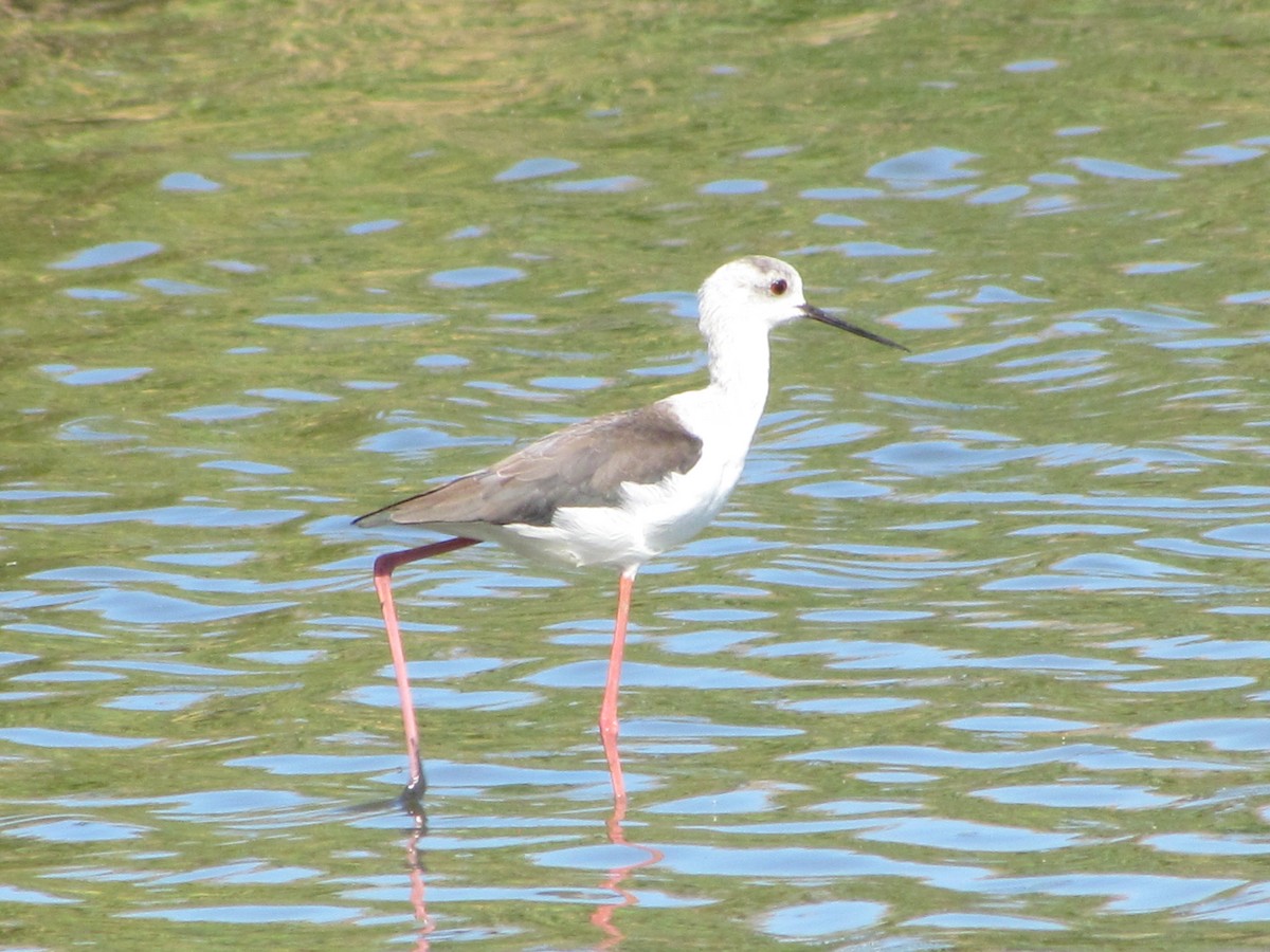 Black-winged Stilt - ML647786441