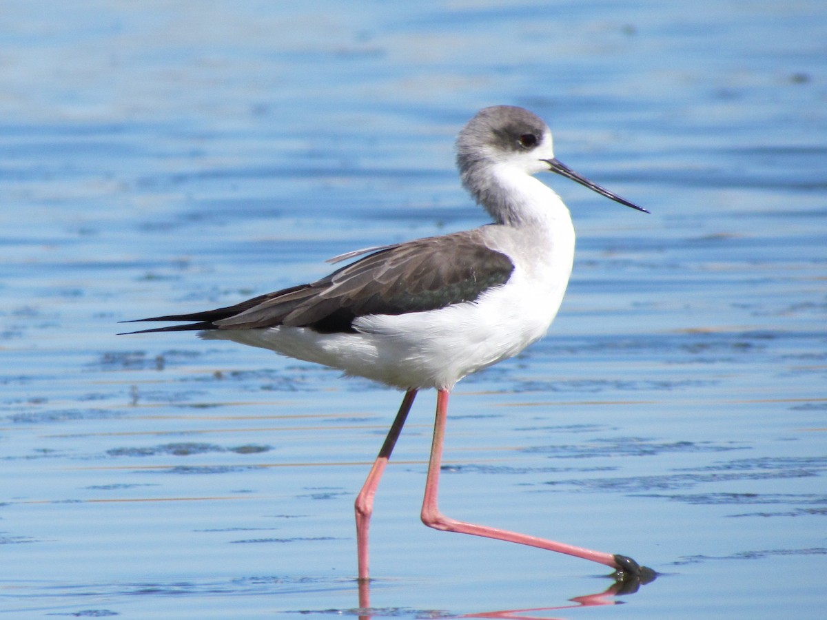 Black-winged Stilt - ML647786442