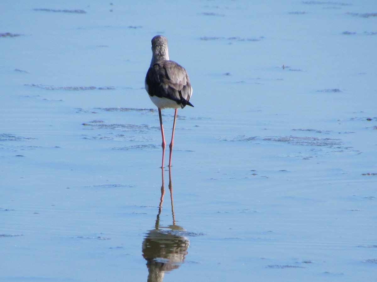 Black-winged Stilt - ML647786443