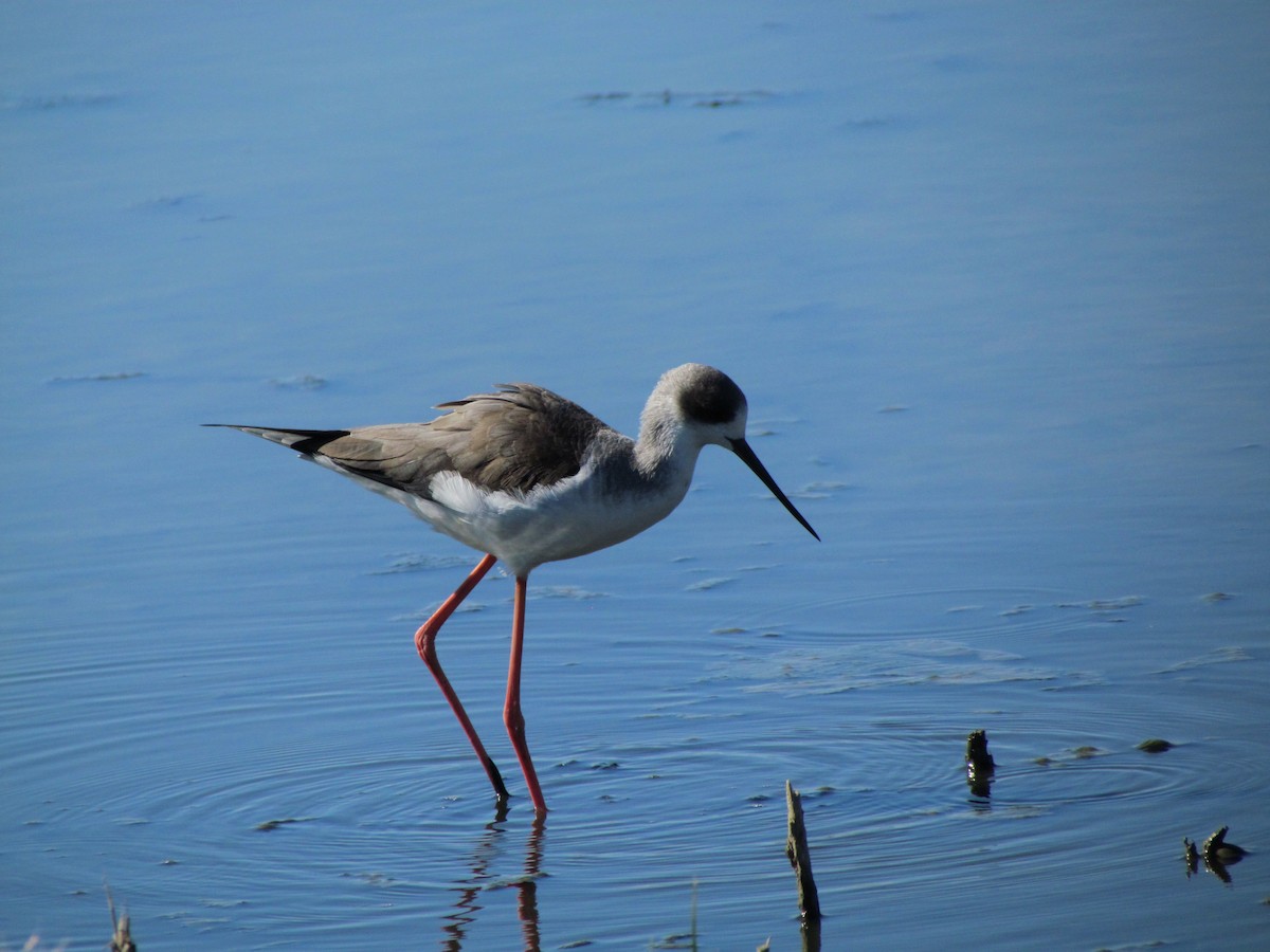 Black-winged Stilt - ML647786444