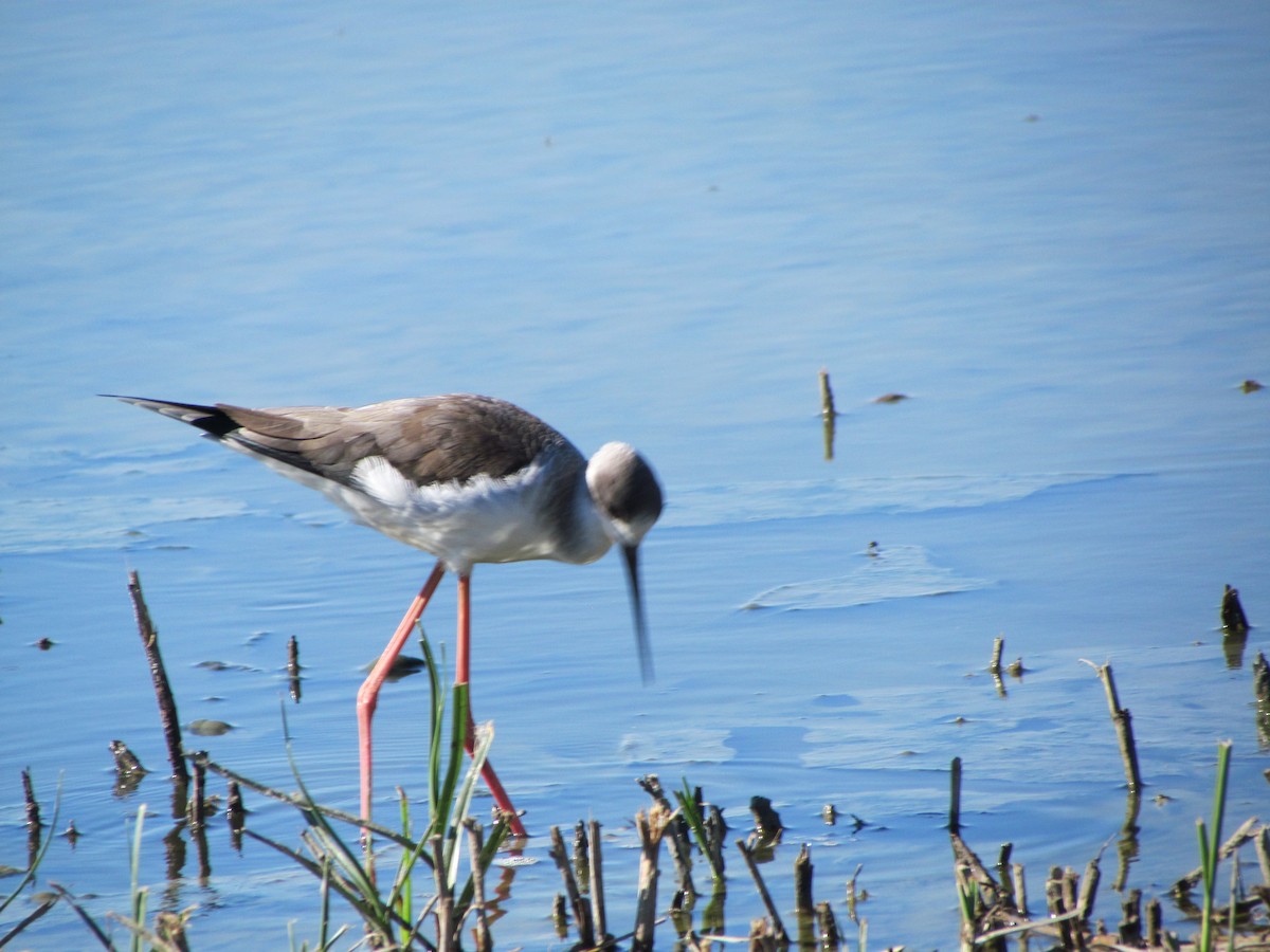 Black-winged Stilt - ML647786449