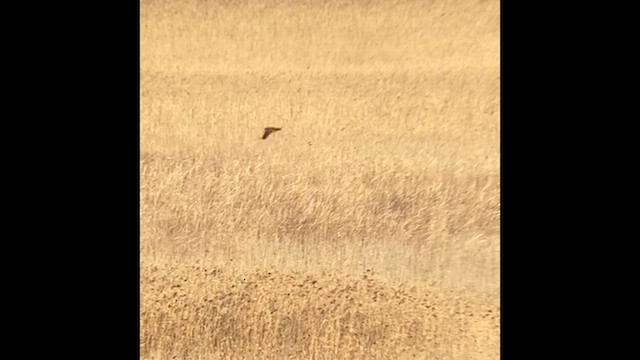 Лунь очеретяний - ML647786455