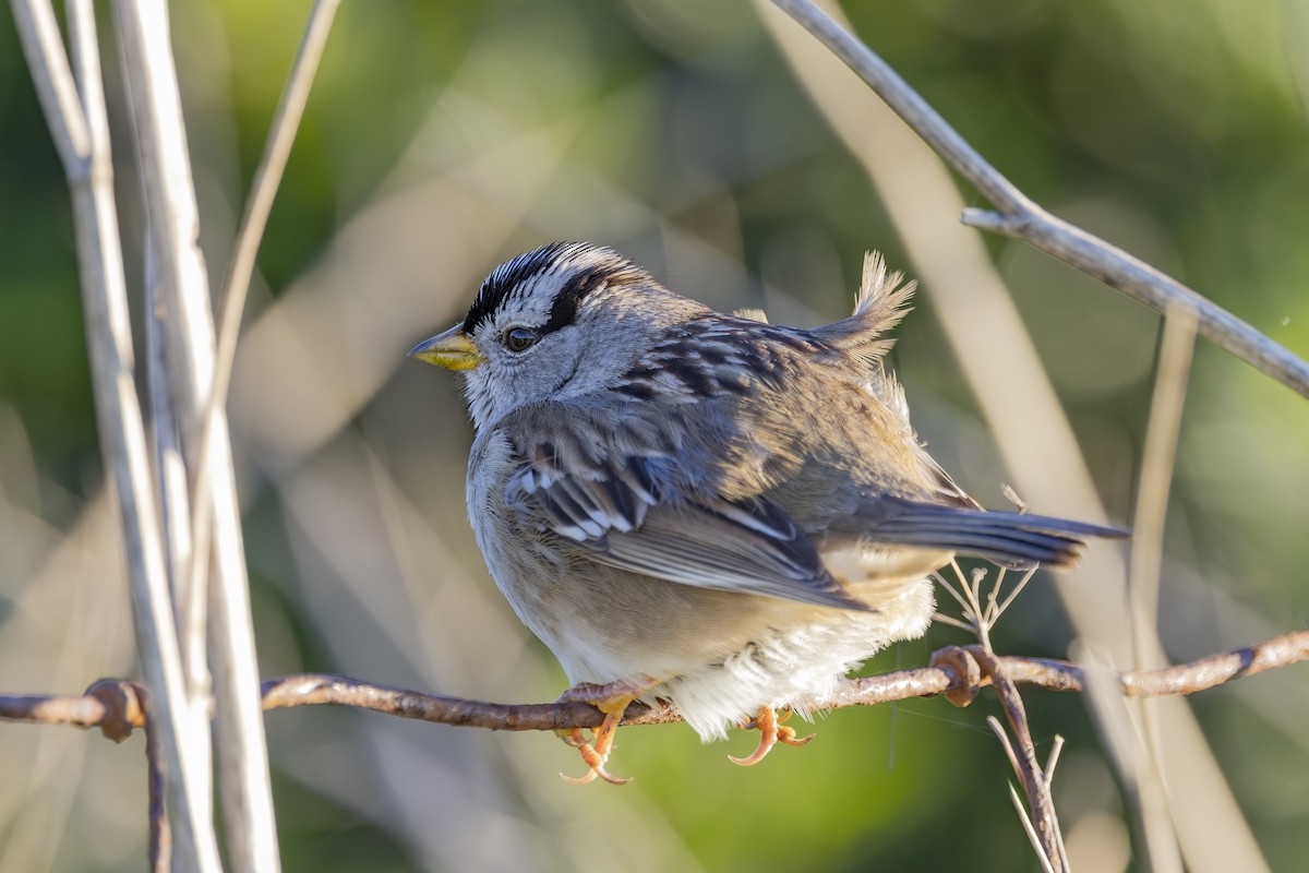 Porsuk Serçesi - ML647786463