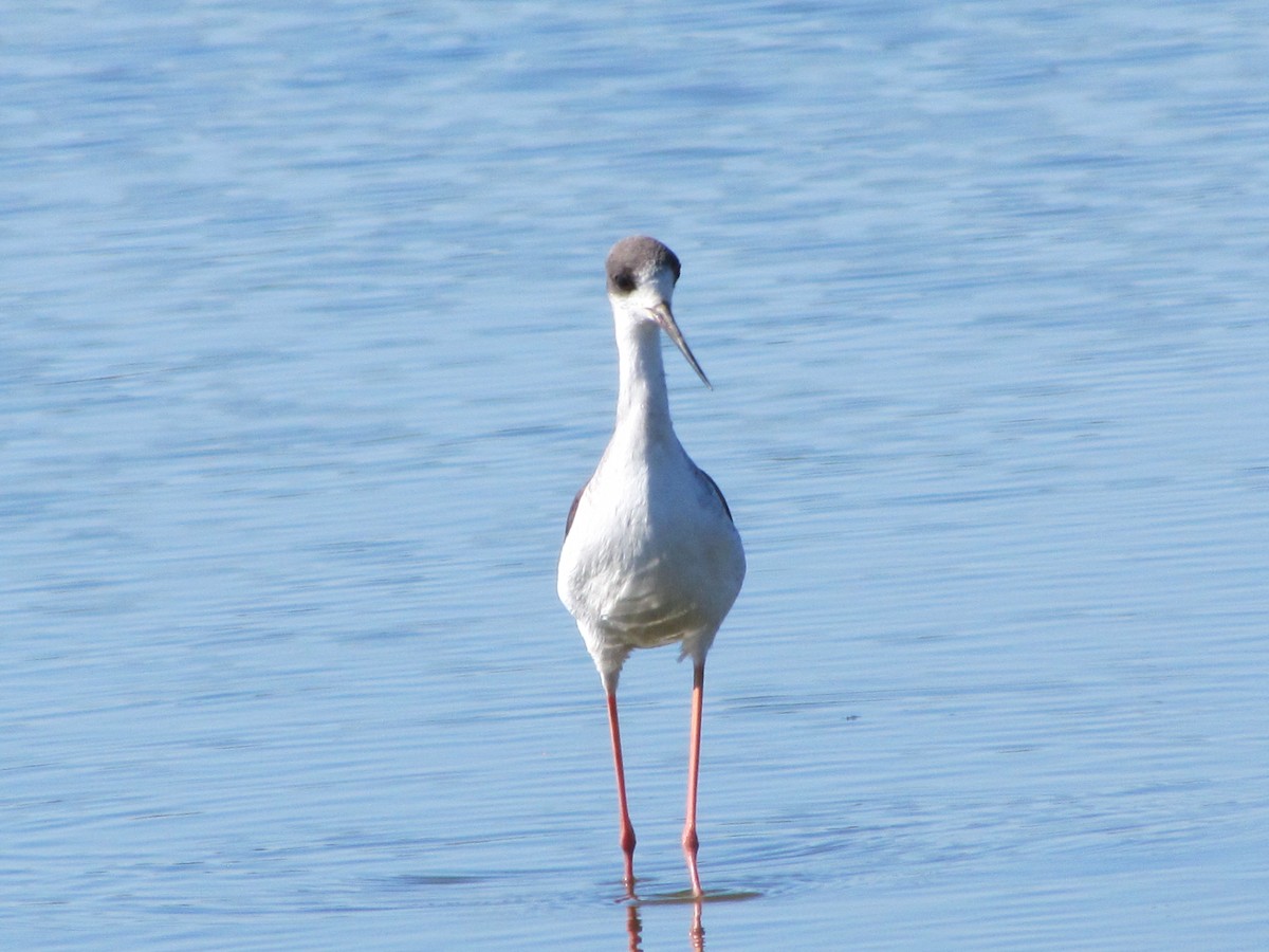 Black-winged Stilt - ML647786518