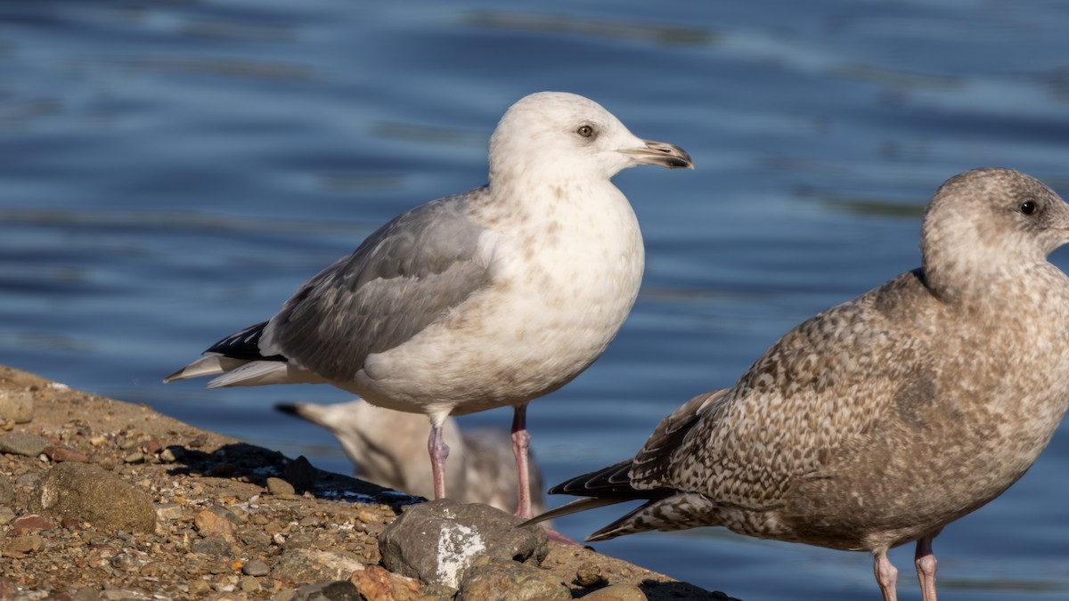 アイスランドカモメ（亜種 カナダカモメ） - ML647786526