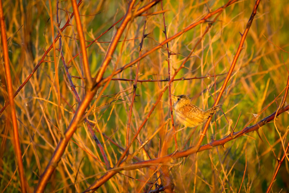 Grass Wren - ML647786537