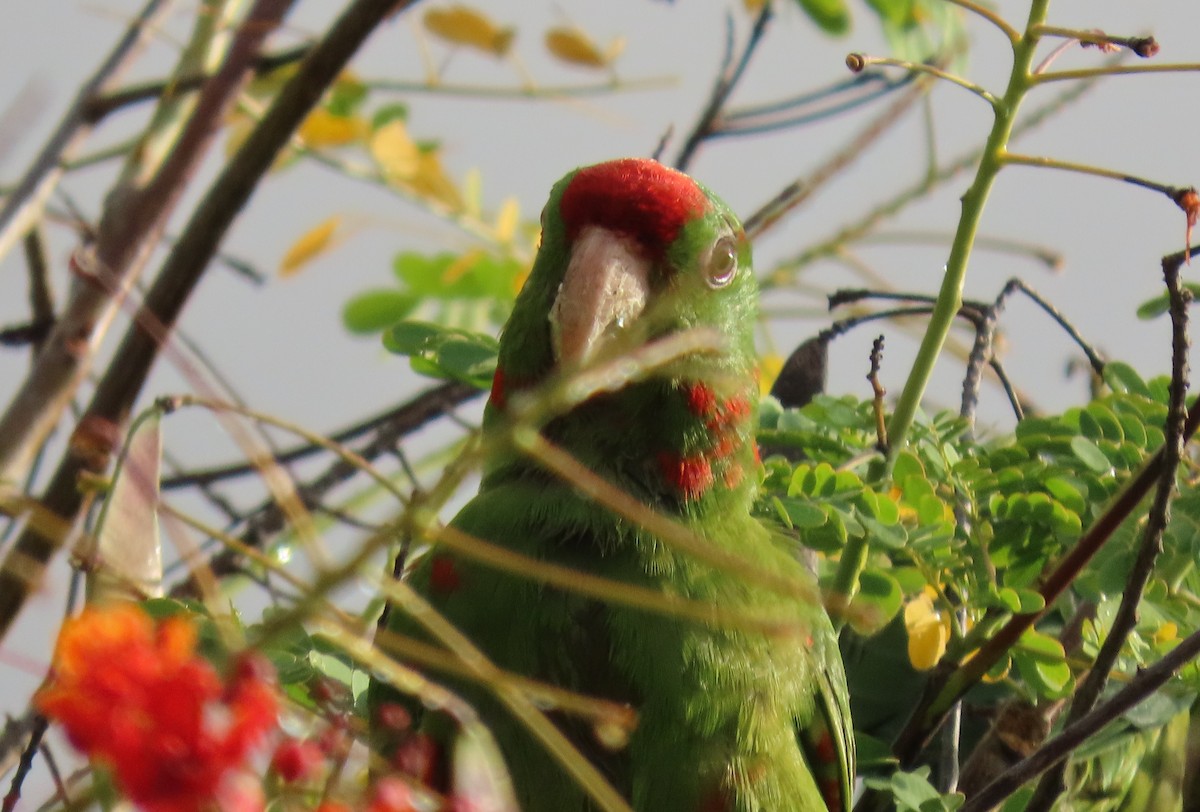 Scarlet-fronted Parakeet - ML647786547