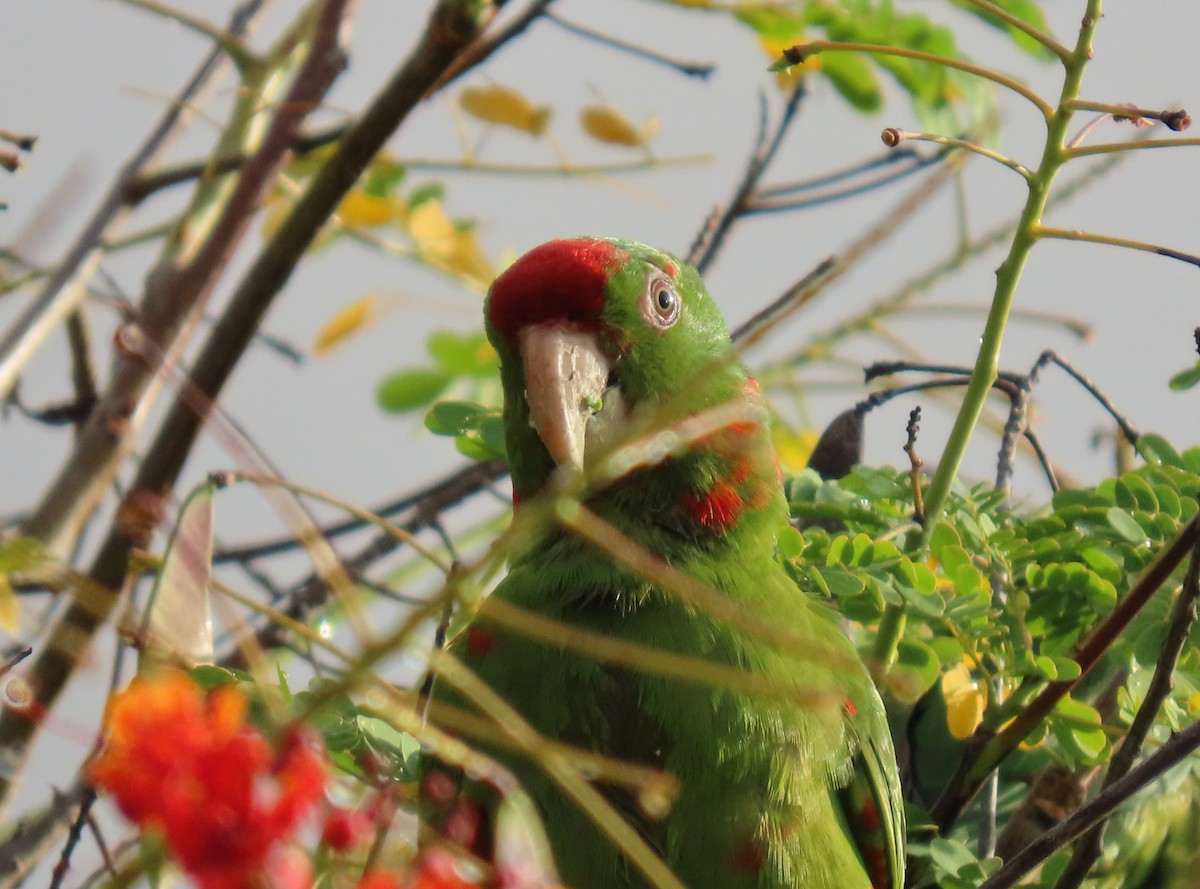 Scarlet-fronted Parakeet - ML647786548