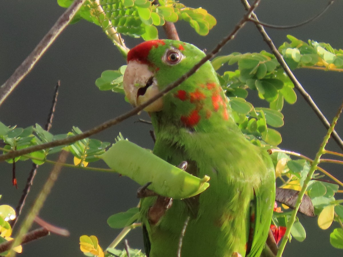 Scarlet-fronted Parakeet - ML647786549