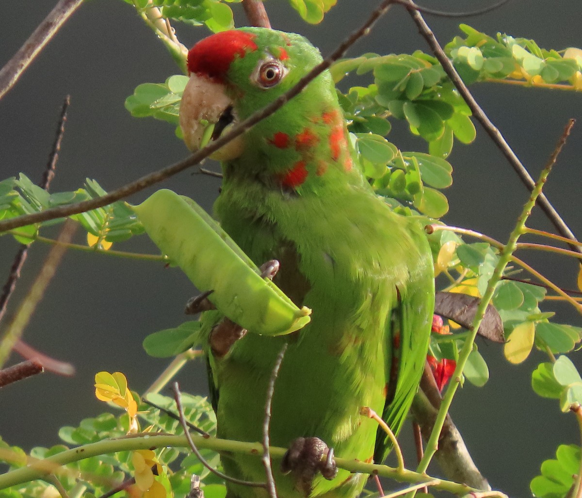 Scarlet-fronted Parakeet - ML647786550