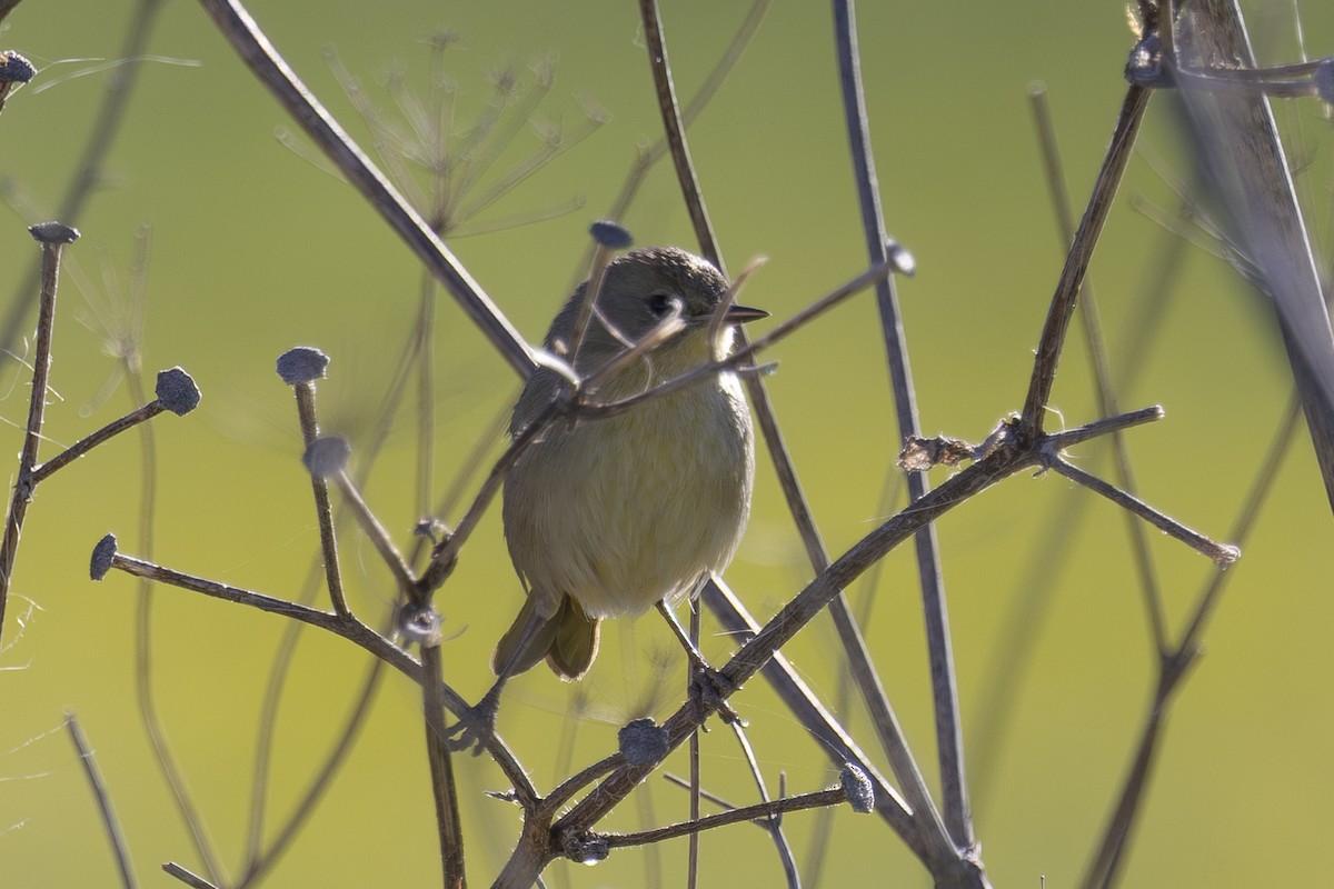 Common Yellowthroat - ML647786597
