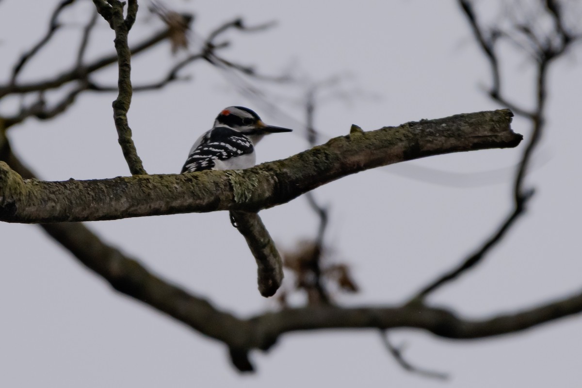 strakapoud americký - ML647786623