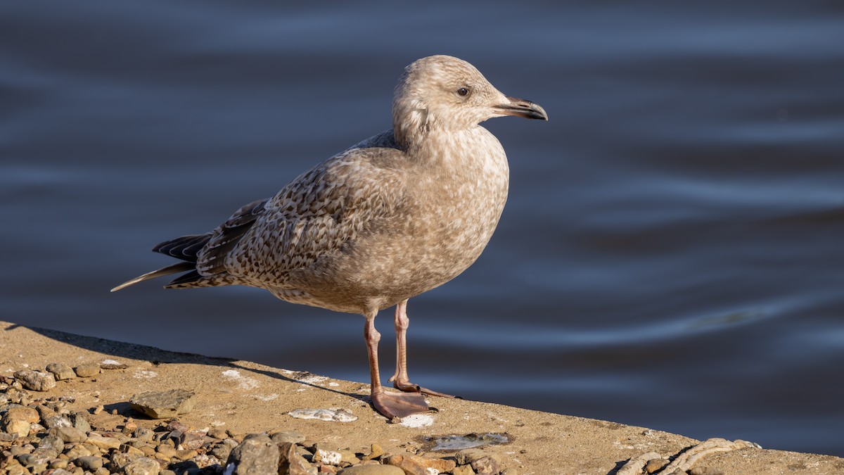 アイスランドカモメ（亜種 カナダカモメ） - ML647786634