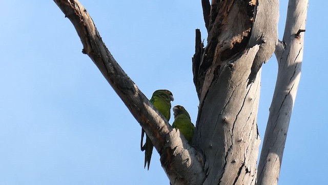 Аратинга мексиканський - ML647786635