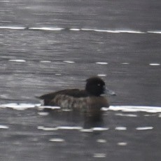Tufted Duck - ML647786637