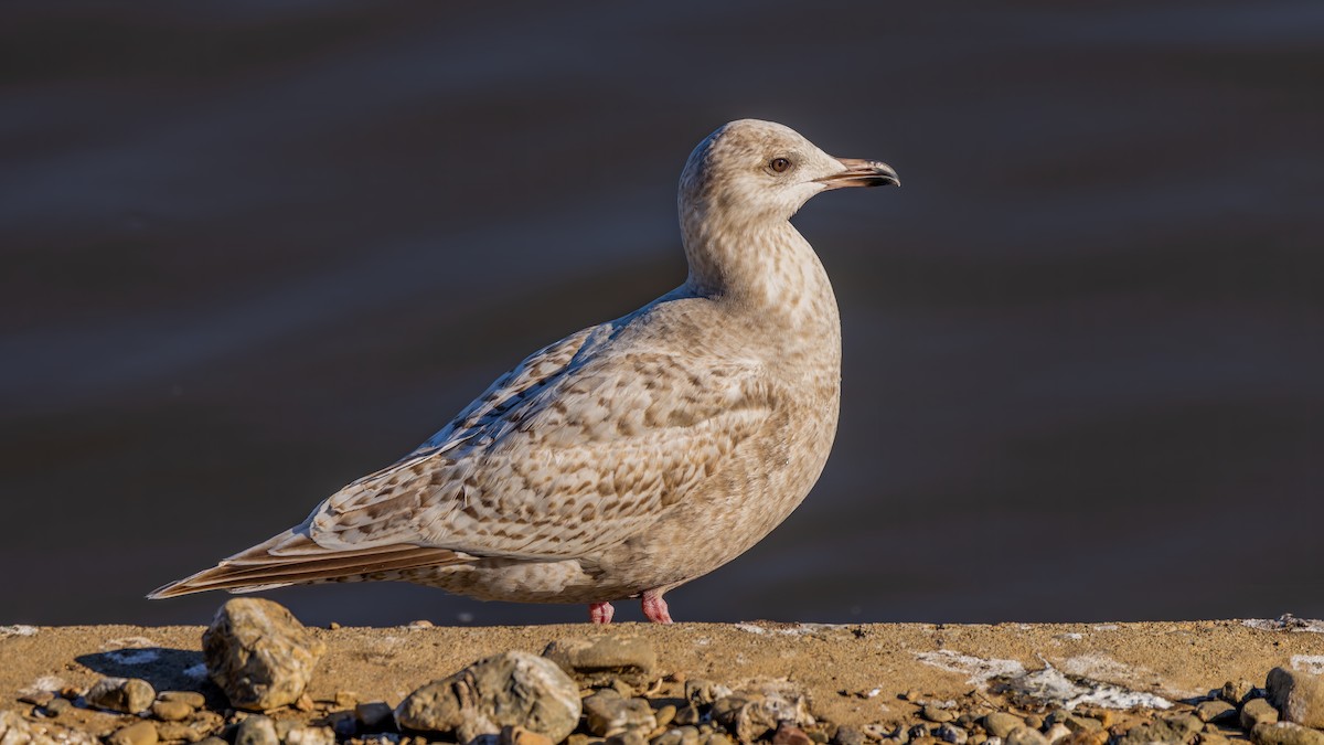 アイスランドカモメ（亜種 カナダカモメ） - ML647786638