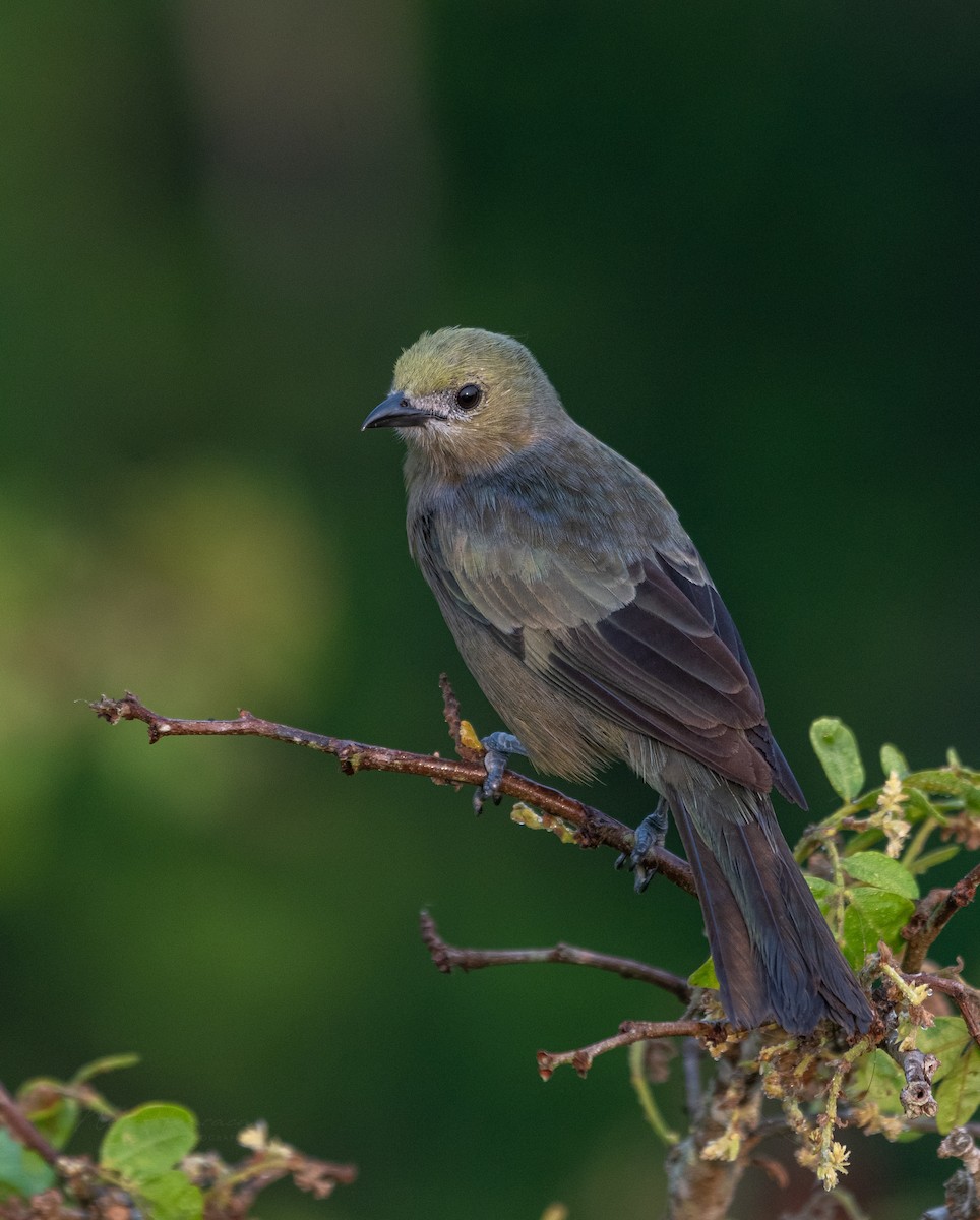 Palm Tanager - ML647786644