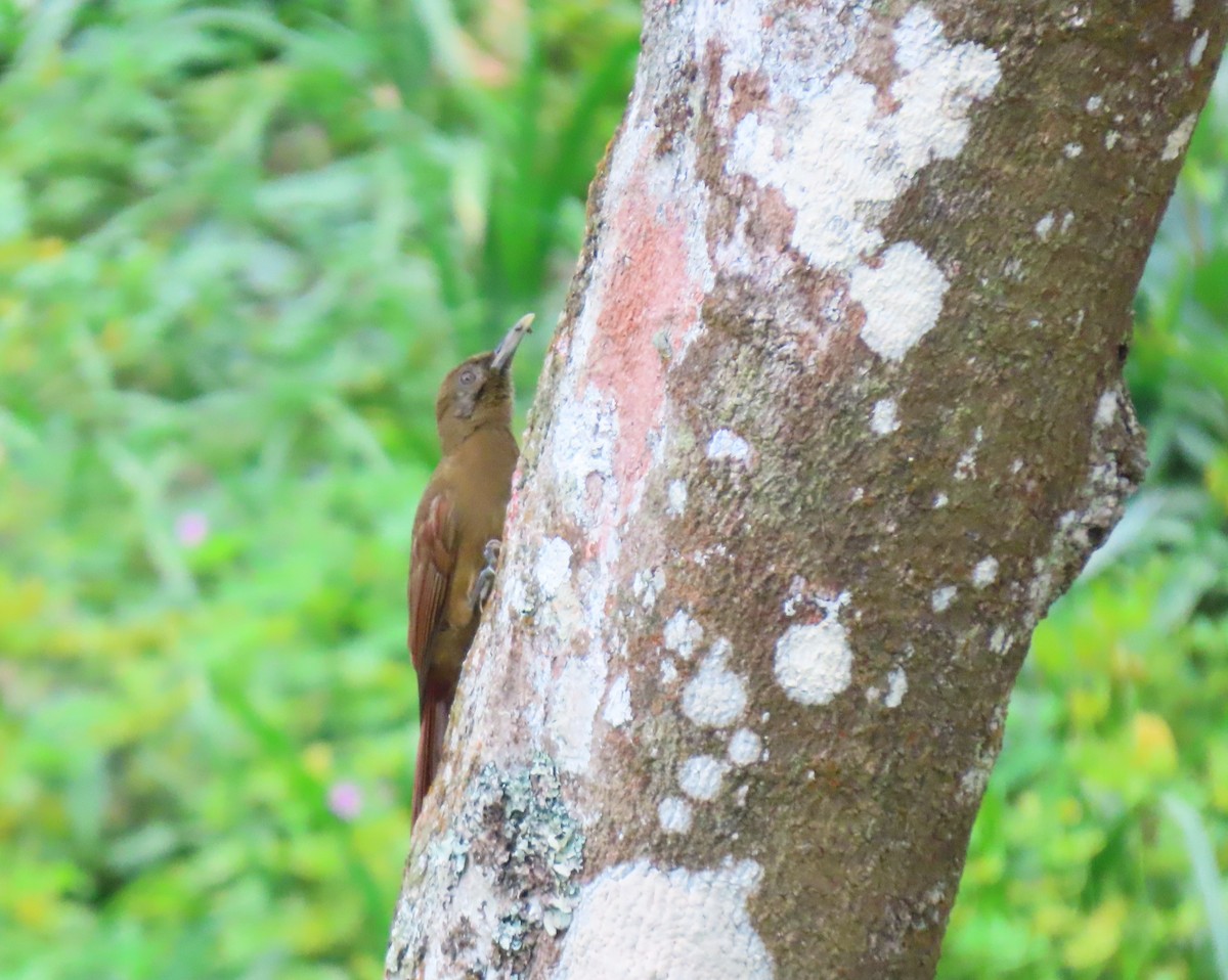 Plain-brown Woodcreeper - ML647786673