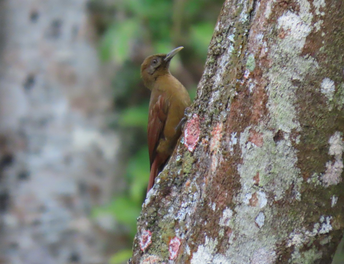 Plain-brown Woodcreeper - ML647786674