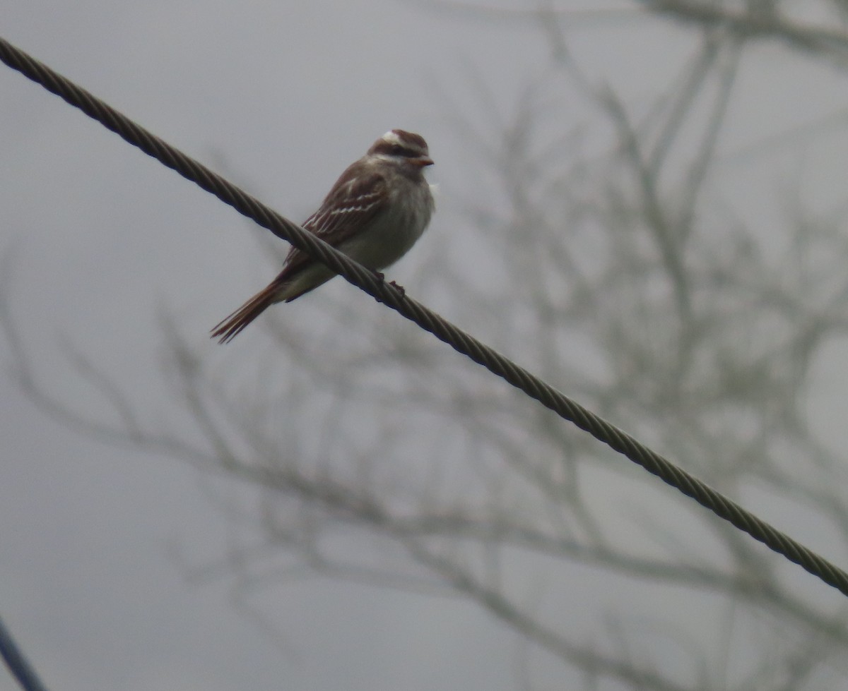 Variegated Flycatcher - ML647786679