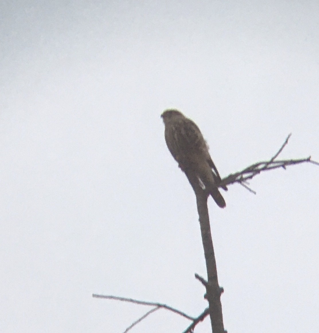 dřemlík tundrový - ML647786689