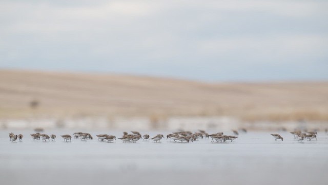 Побережник канадський - ML647786691