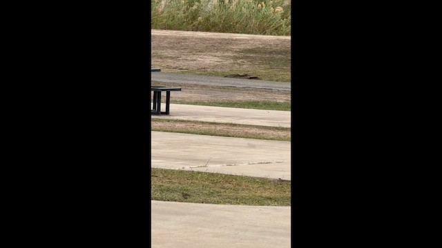 Щеврик американський - ML647786695