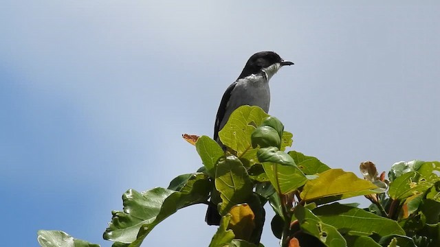 Мухарка строката - ML647786699