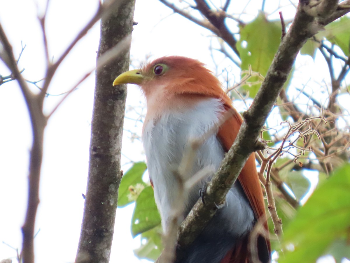 Common Squirrel-Cuckoo - ML647786708