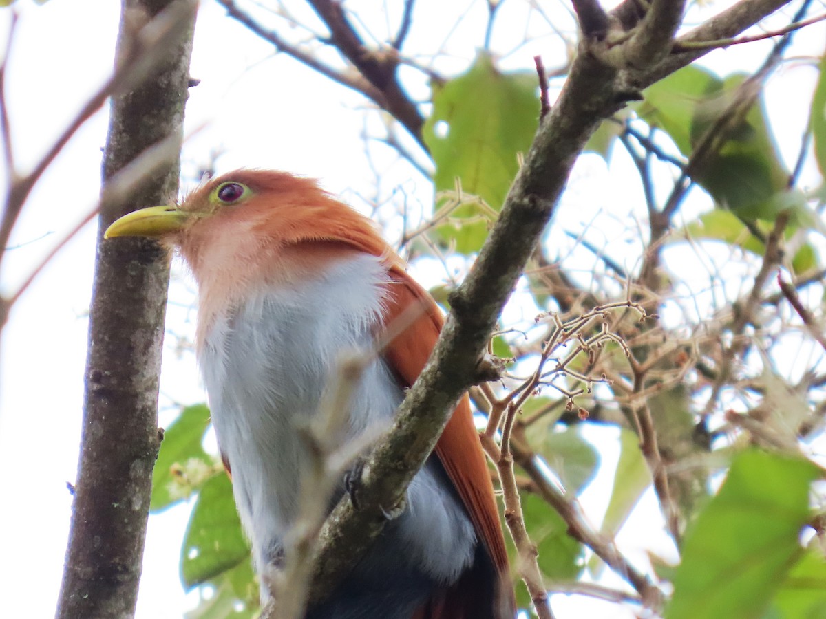 Common Squirrel-Cuckoo - ML647786709