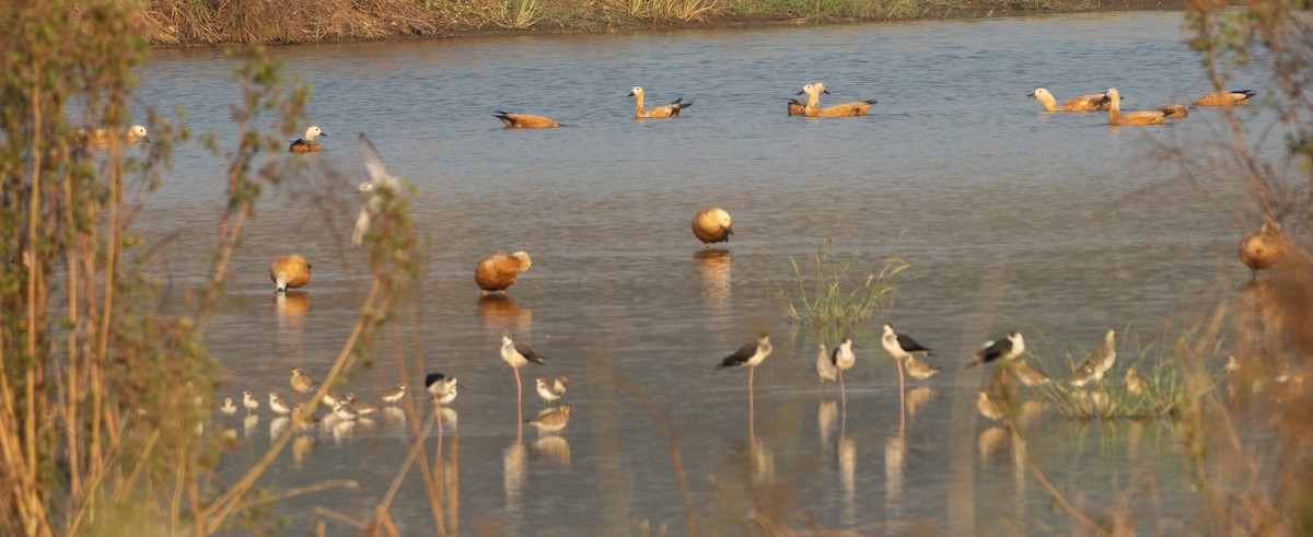 Ruddy Shelduck - ML647786714