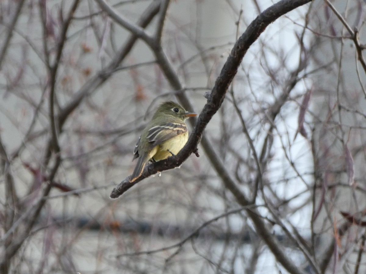 Empidonax sp. - ML647786715