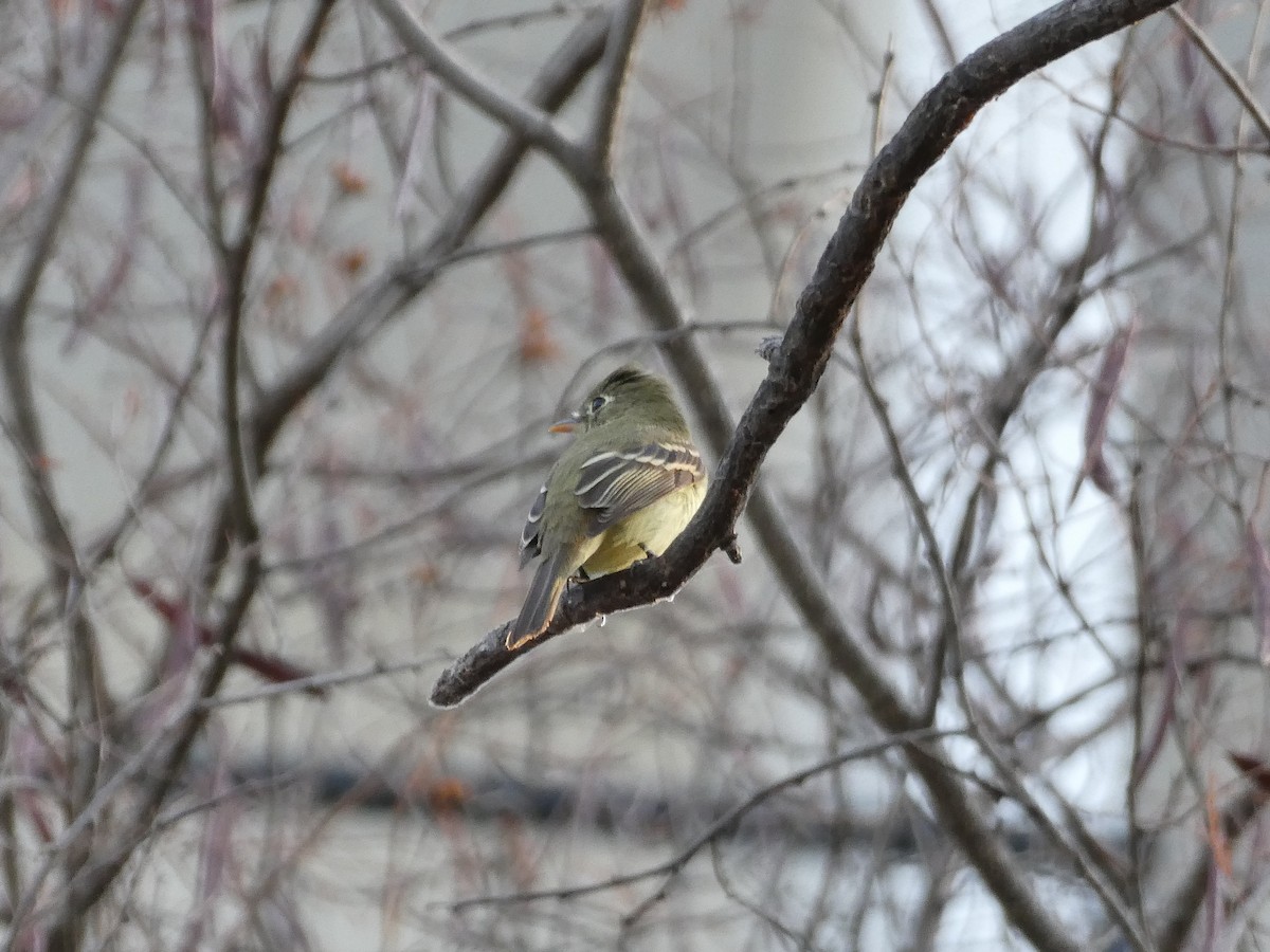 Empidonax sp. - ML647786716