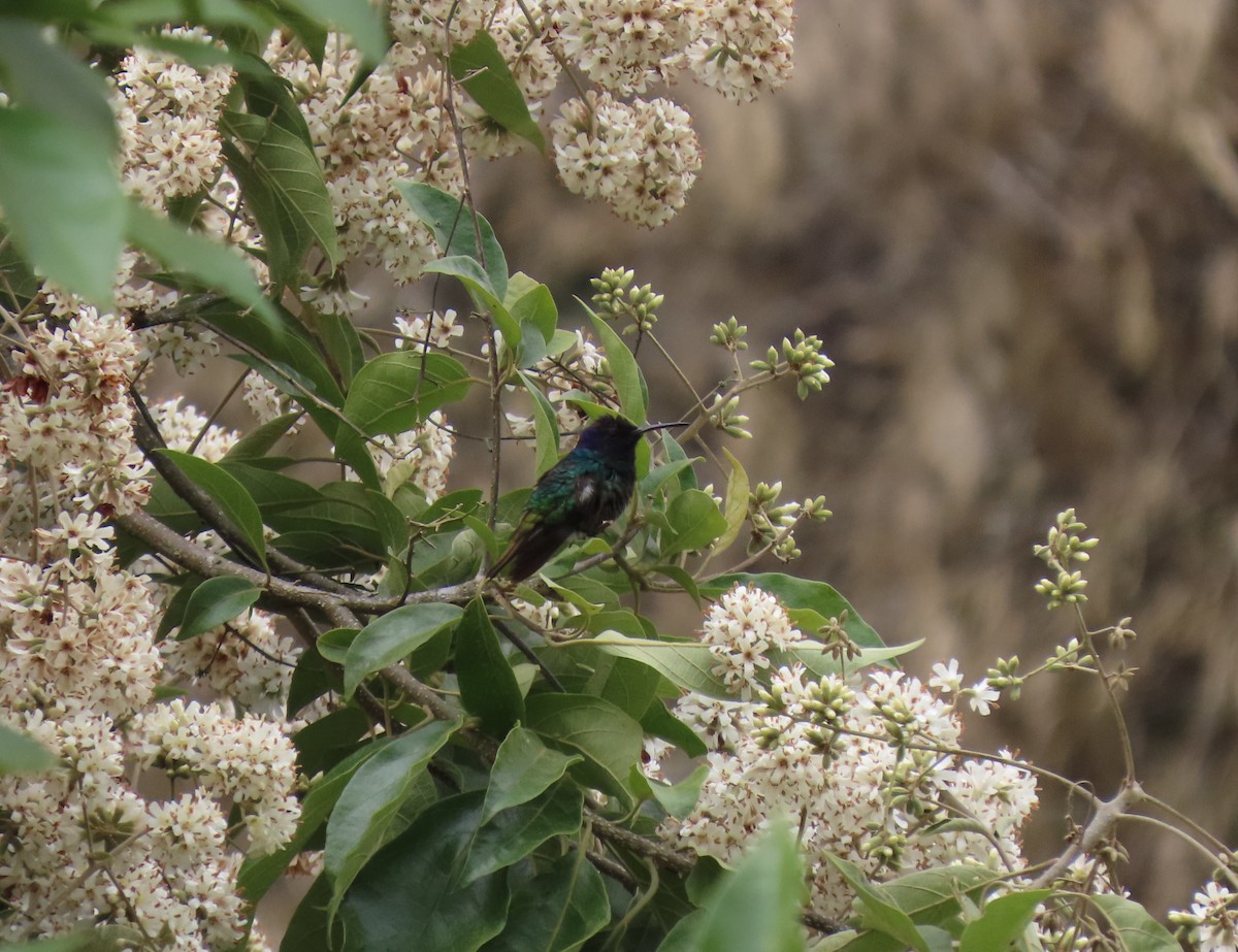 Golden-tailed Sapphire - ML647786717