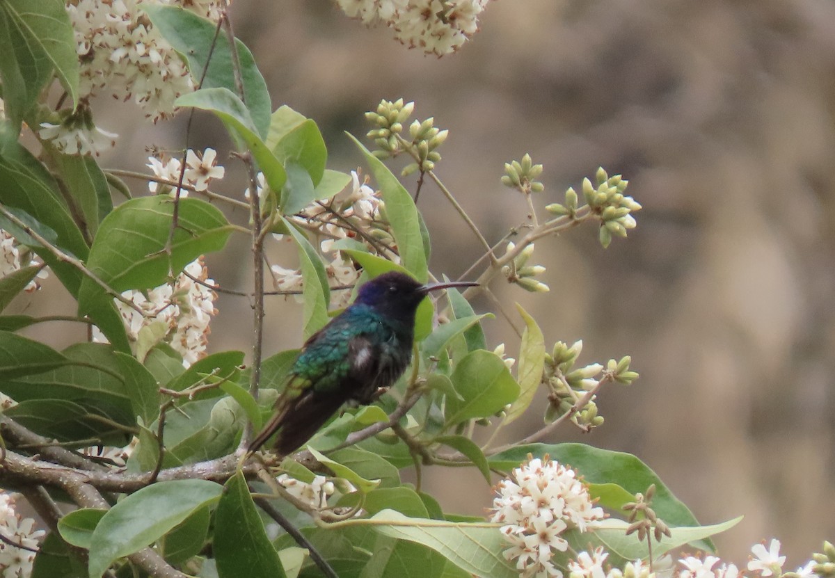 Golden-tailed Sapphire - ML647786718