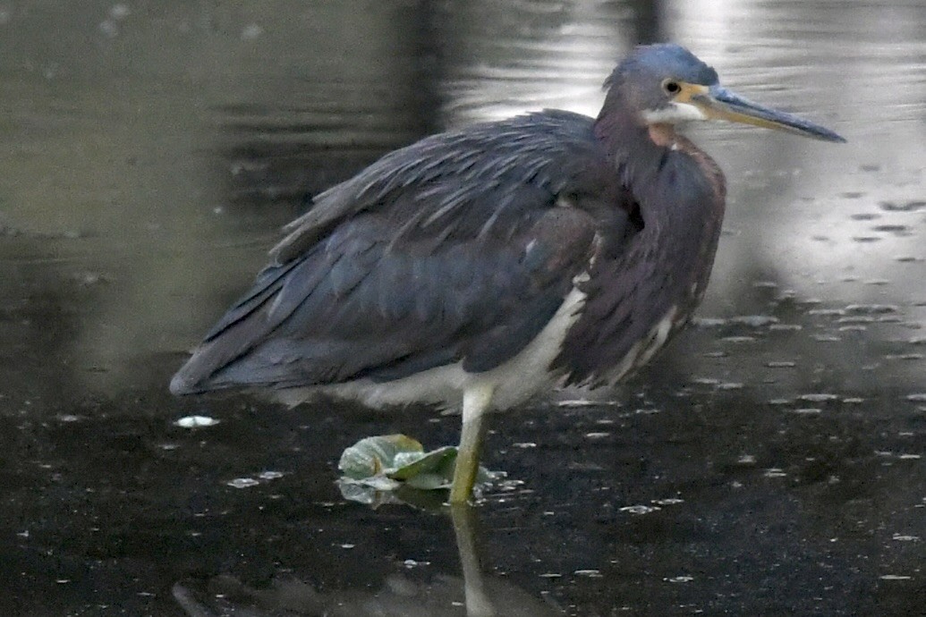 Tricolored Heron - ML647786719