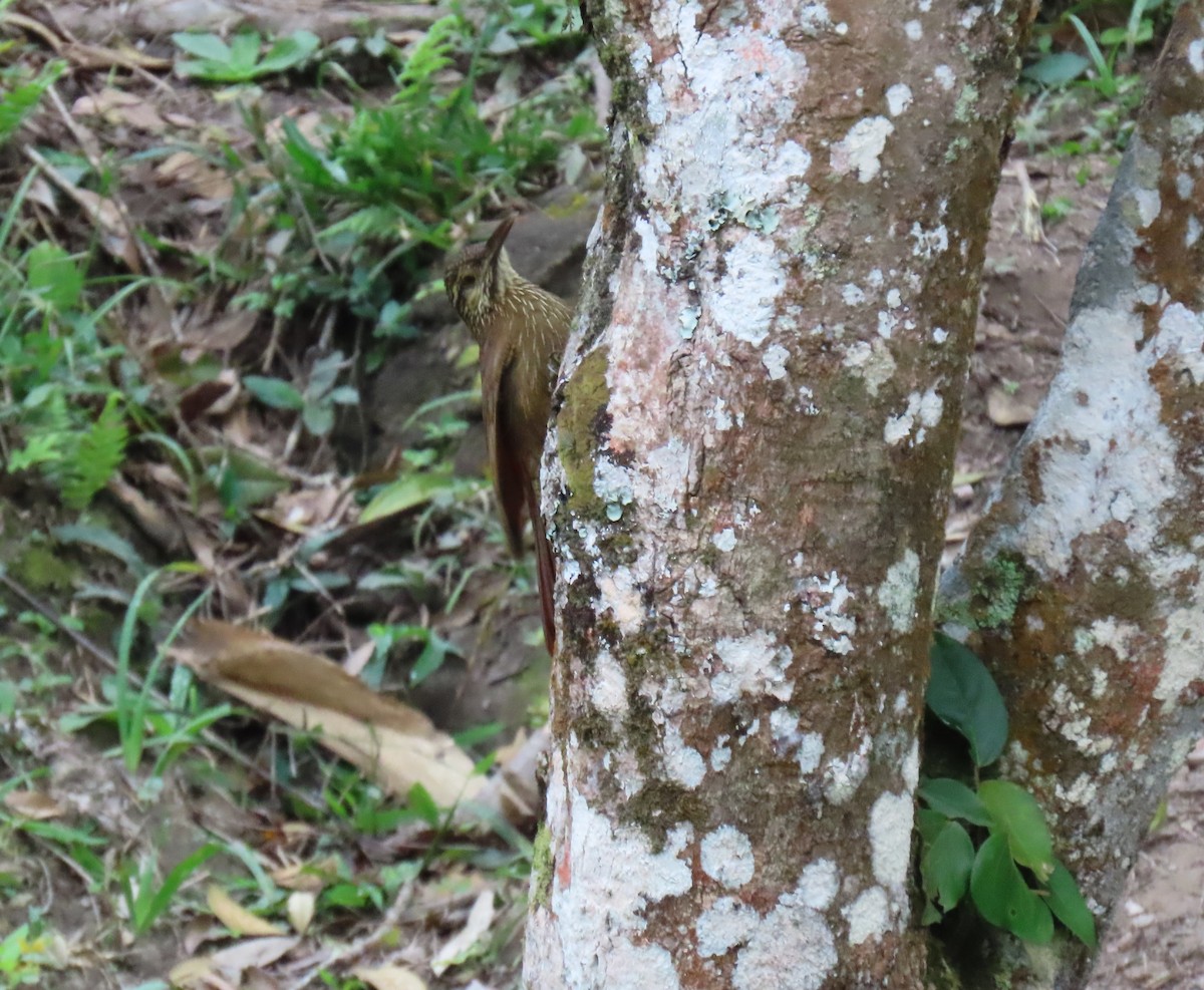 Black-banded Woodcreeper - ML647786722