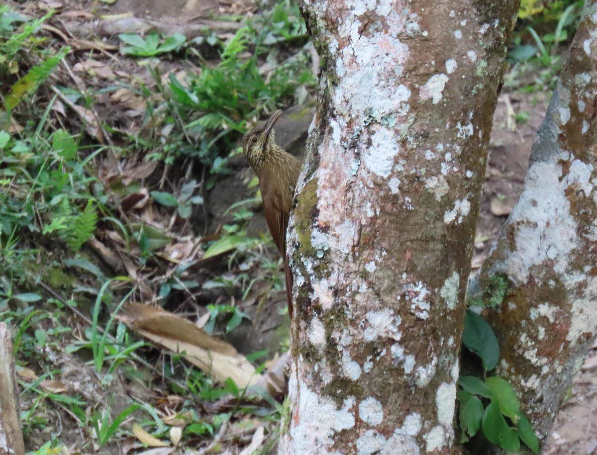 Black-banded Woodcreeper - ML647786723
