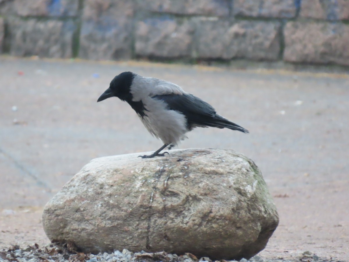 Hooded Crow - ML647786724