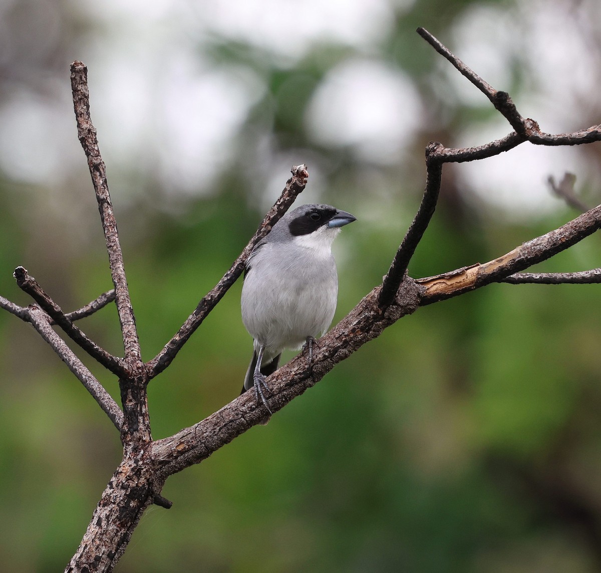 White-banded Tanager - ML647786725