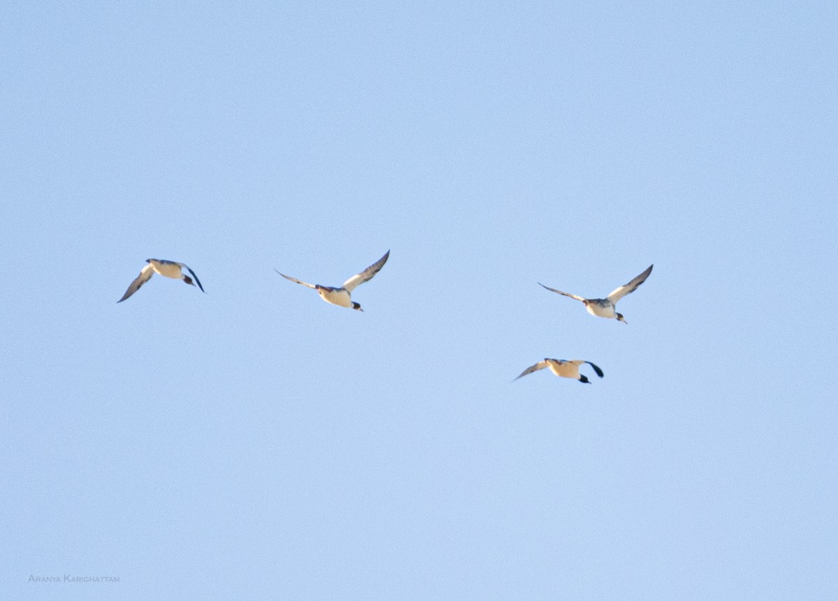 Common Merganser - ML647786727