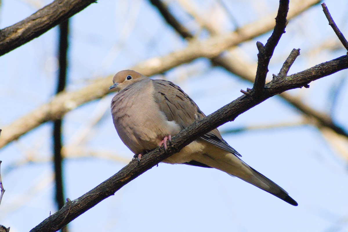 Mourning Dove - ML647786728