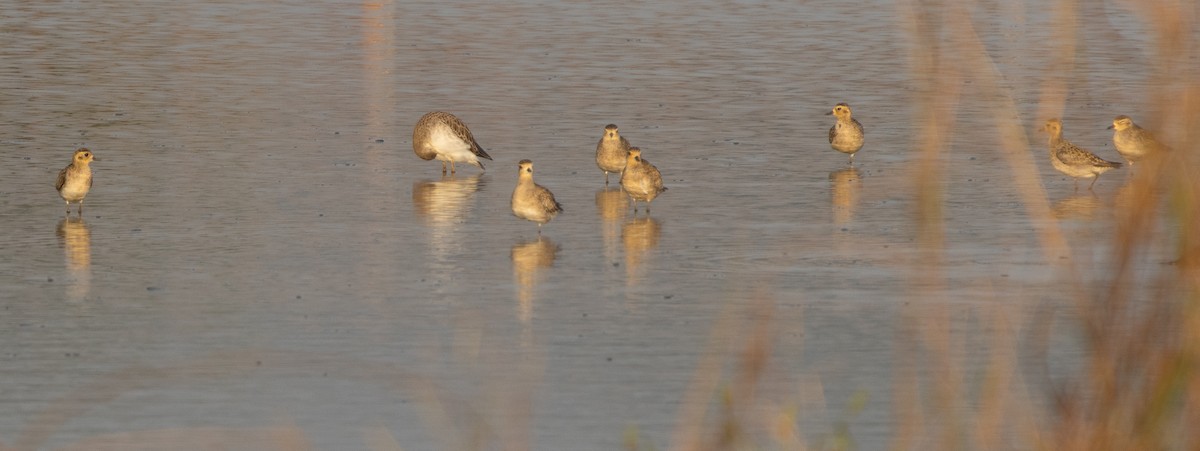Pacific Golden-Plover - ML647786730