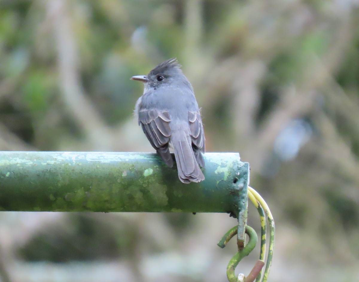 Smoke-colored Pewee - ML647786731