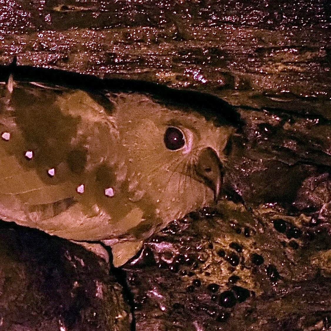 Oilbird - ML647786732