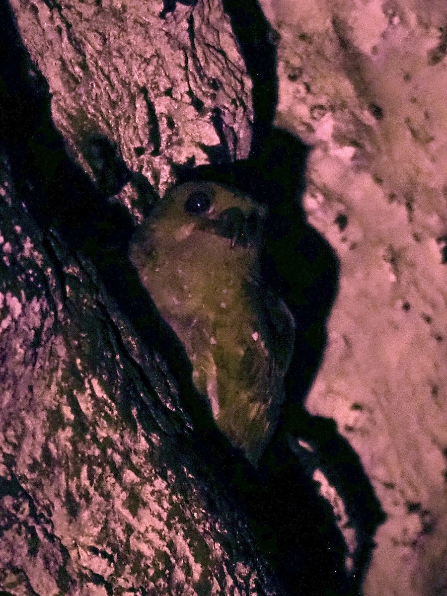 Oilbird - ML647786733