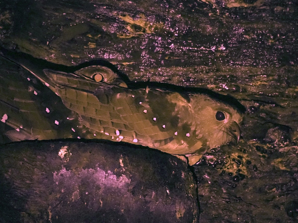 Oilbird - ML647786734