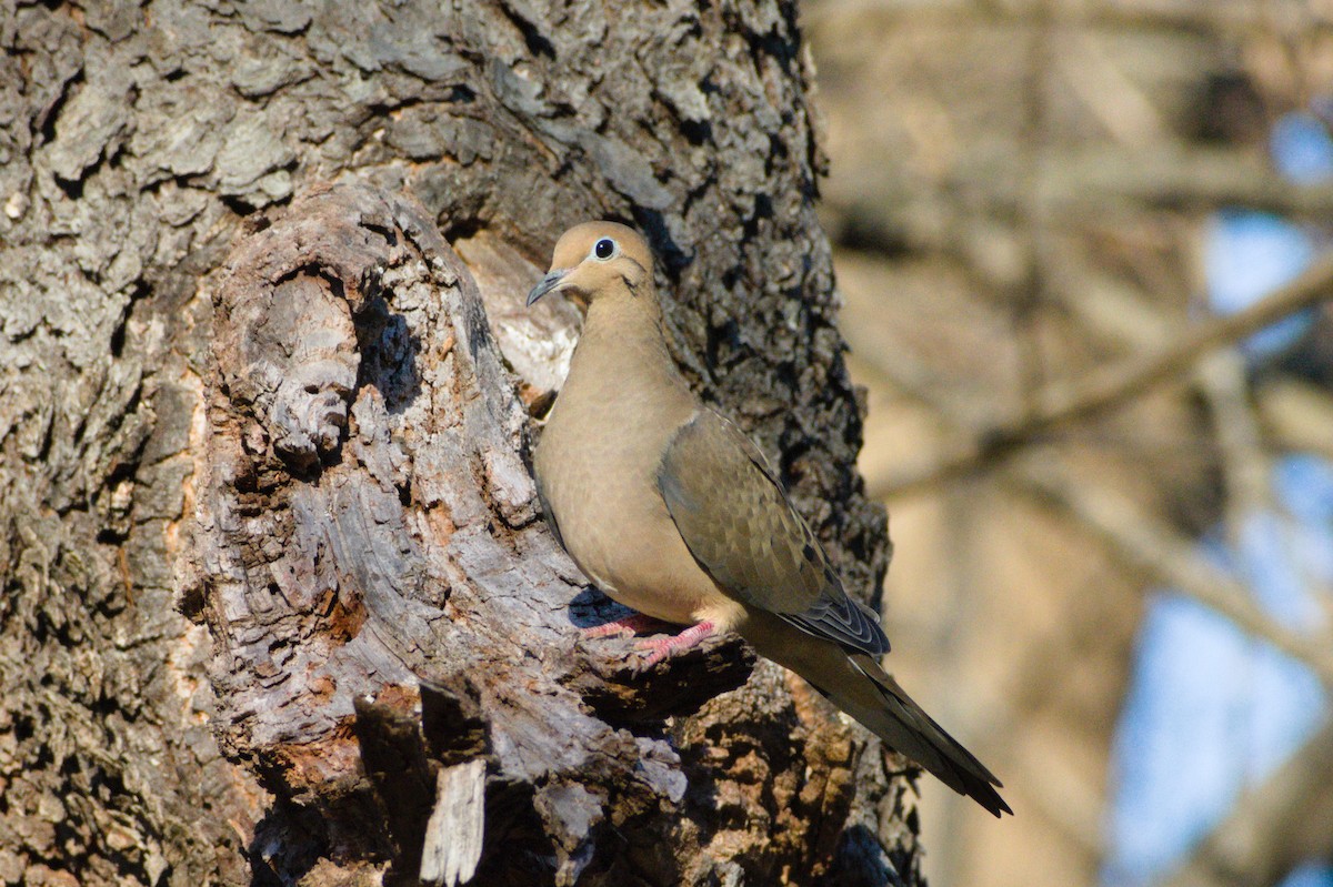 Mourning Dove - ML647786735